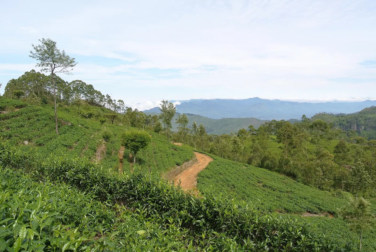 Terraced tea bushes and a red dirt path on a hillside near Haputale, with forested ridges of the Sri Lankan hill country fading into the distance