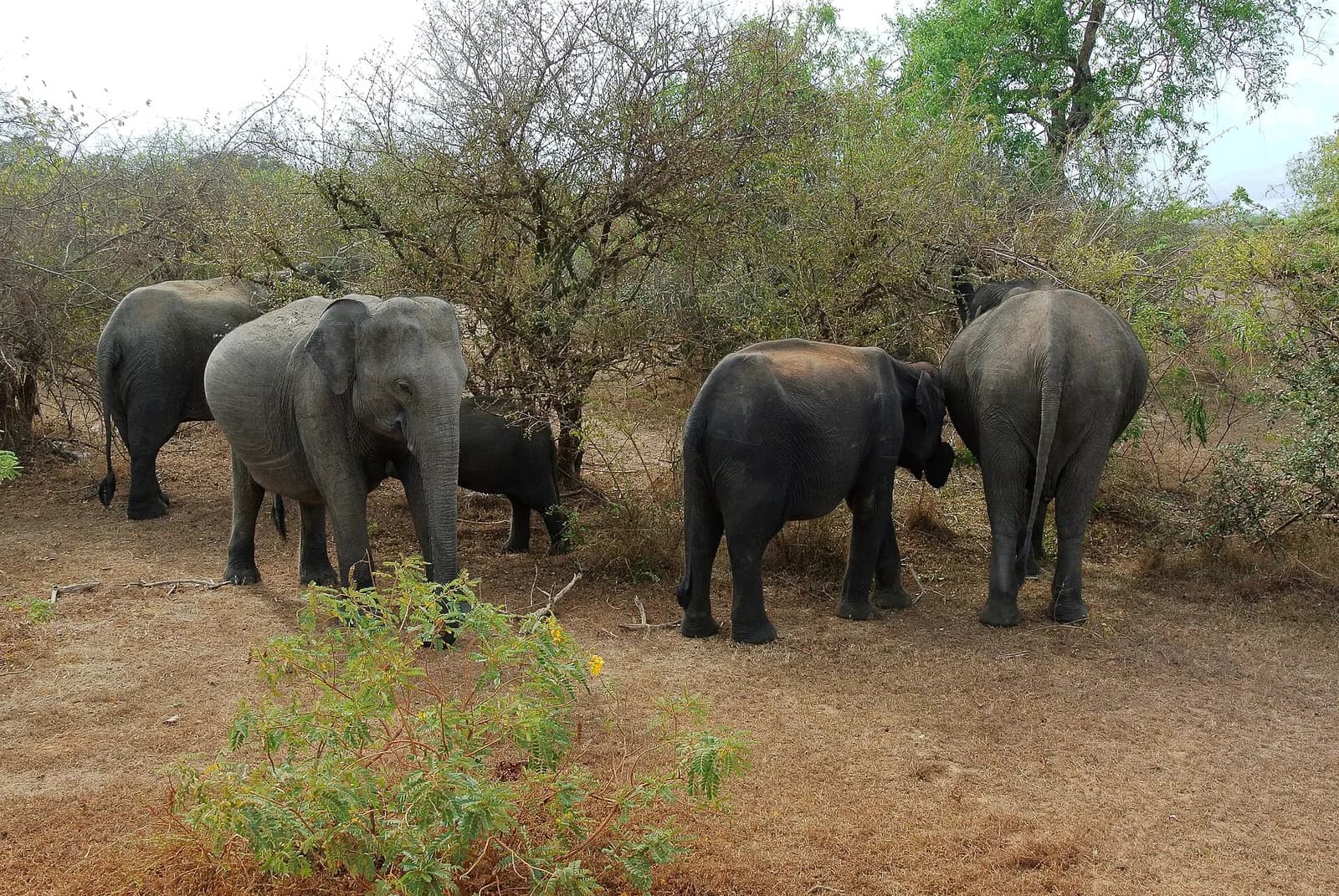 A small herd of Asian elephants, including a calf, browsing among dry thorn scrub in Yala National Park