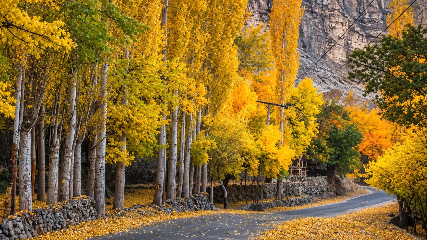 A curving, leaf-strewn paved road bordered by a traditional stone wall and a dense grove of towering poplar trees showcasing brilliant yellow autumn foliage beneath a steep, rocky cliff face.