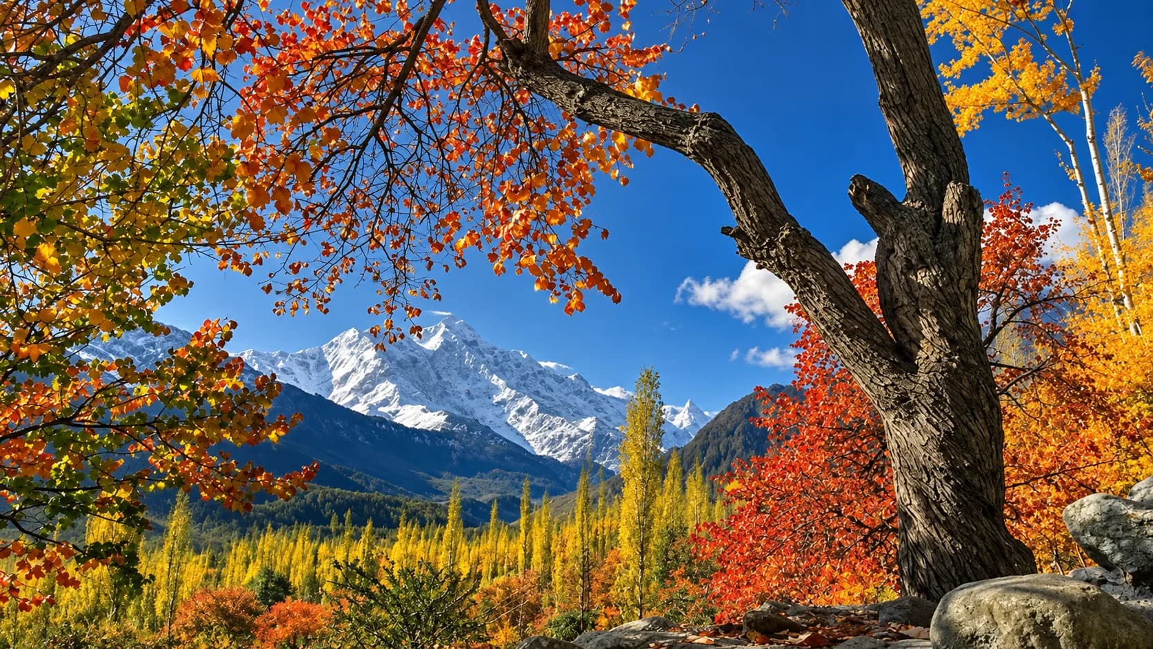 Golden autumn apricot trees contrasting with the snow-capped peak of Rakaposhi in Hunza Valley, Pakistan