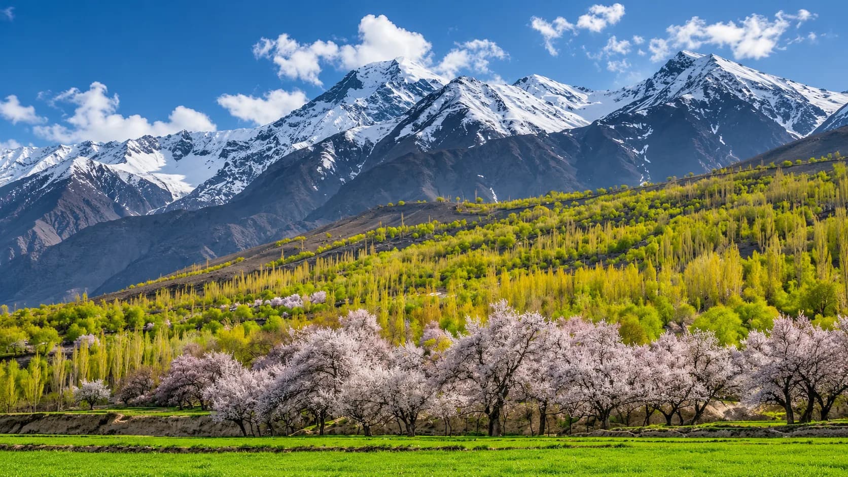 A vibrant spring valley landscape in Gilgit-Baltistan featuring lush green agricultural fields, rows of blooming pink apricot trees, and lime-green poplars rising toward sharp, snow-covered mountain ranges.
